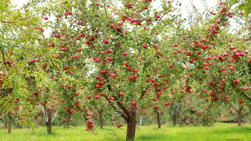 Potatura di gennaio:7 alberi da frutto e viti per un raccolto abbondante 