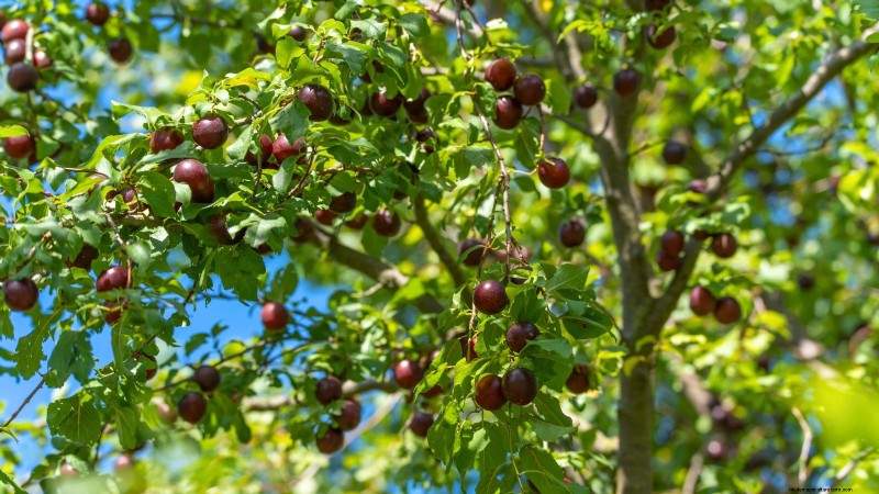 Potatura di gennaio:7 alberi da frutto e viti per un raccolto abbondante 