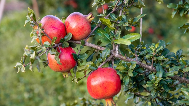 Potatura di gennaio:7 alberi da frutto e viti per un raccolto abbondante 