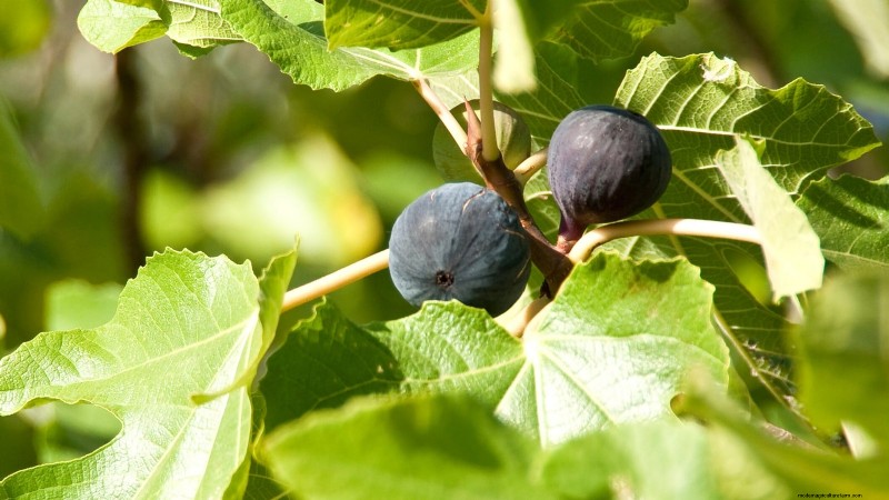 Potatura di gennaio:7 alberi da frutto e viti per un raccolto abbondante 