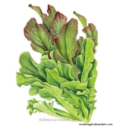 Cultive sus propias verduras:7 variedades fáciles y saludables para enero 