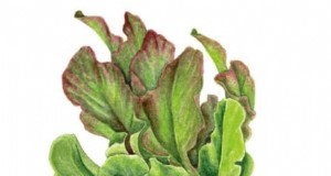Cultive sus propias verduras:7 variedades fáciles y saludables para enero 