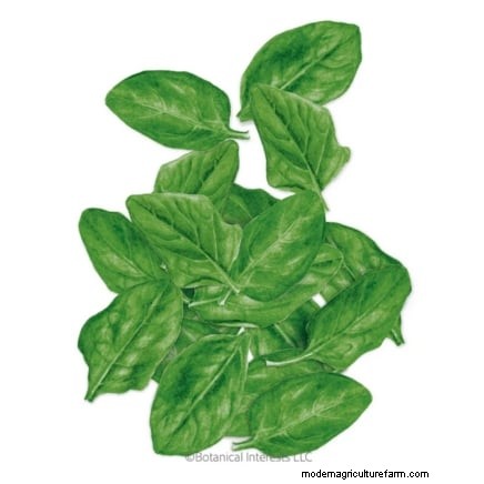 Cultive sus propias verduras:7 variedades fáciles y saludables para enero 