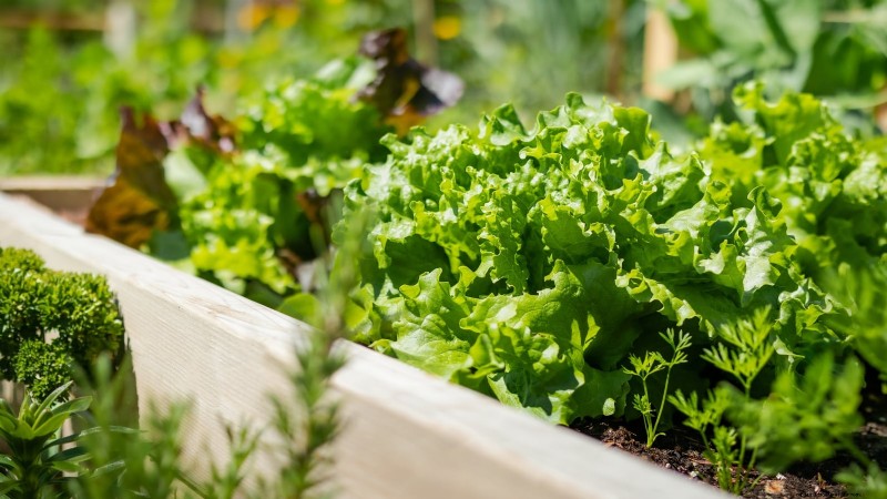 Cultive sus propias verduras:7 variedades fáciles y saludables para enero 