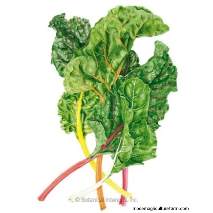 Cultive sus propias verduras:7 variedades fáciles y saludables para enero 