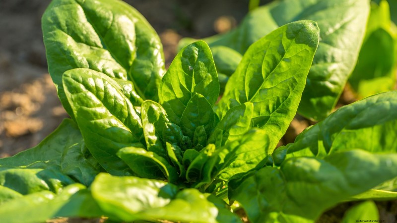Cultive sus propias verduras:7 variedades fáciles y saludables para enero 