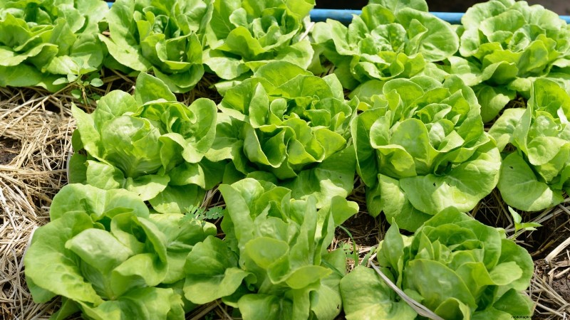 Cultive sus propias verduras:7 variedades fáciles y saludables para enero 