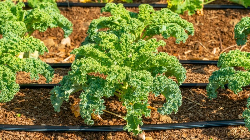 Cultive sus propias verduras:7 variedades fáciles y saludables para enero 