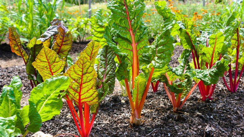 Cultive sus propias verduras:7 variedades fáciles y saludables para enero 