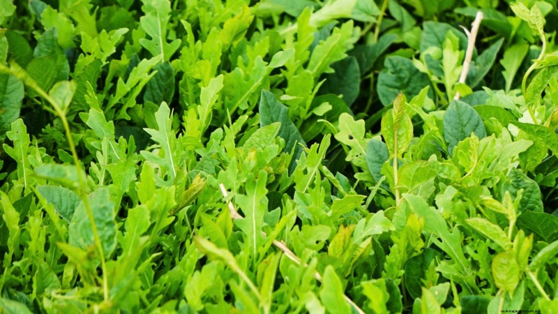 Cultive sus propias verduras:7 variedades fáciles y saludables para enero 