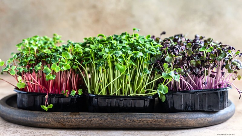 Cultive sus propias verduras:7 variedades fáciles y saludables para enero 