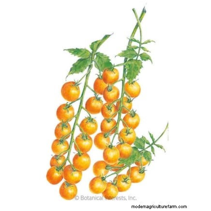 Umpflanzen von Tomatensämlingen:Ein Leitfaden für gesundes Wachstum 