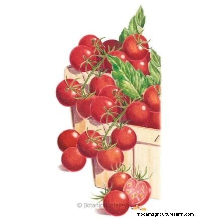 Umpflanzen von Tomatensämlingen:Ein Leitfaden für gesundes Wachstum 