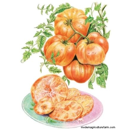 Umpflanzen von Tomatensämlingen:Ein Leitfaden für gesundes Wachstum 