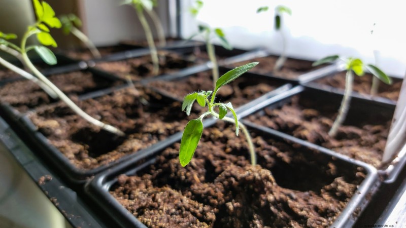 Umpflanzen von Tomatensämlingen:Ein Leitfaden für gesundes Wachstum 