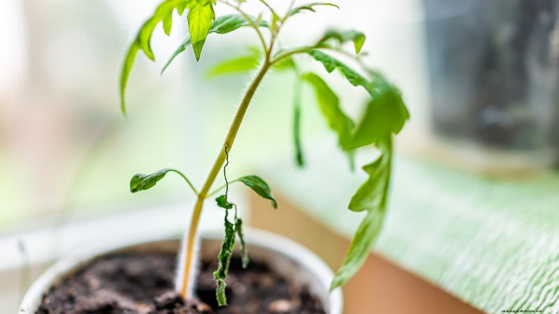 Umpflanzen von Tomatensämlingen:Ein Leitfaden für gesundes Wachstum 