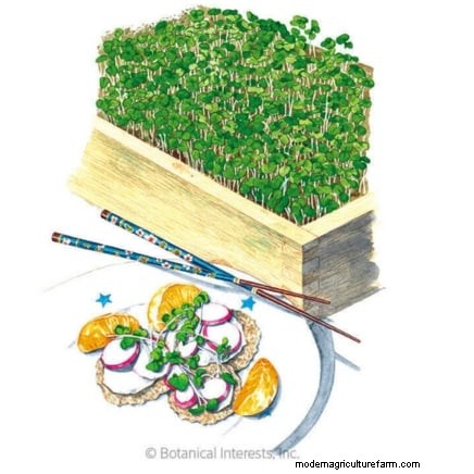 Risoluzione dei problemi dei microgreens gialli e flosci:una guida rapida 