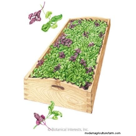 Risoluzione dei problemi dei microgreens gialli e flosci:una guida rapida 
