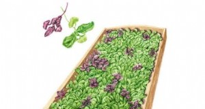 Problemen oplossen met gele en slappe microgreens:een korte handleiding 