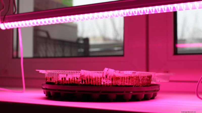 Risoluzione dei problemi dei microgreens gialli e flosci:una guida rapida 