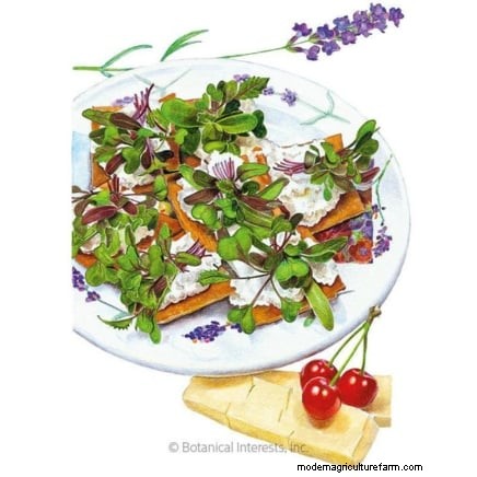 Risoluzione dei problemi dei microgreens gialli e flosci:una guida rapida 