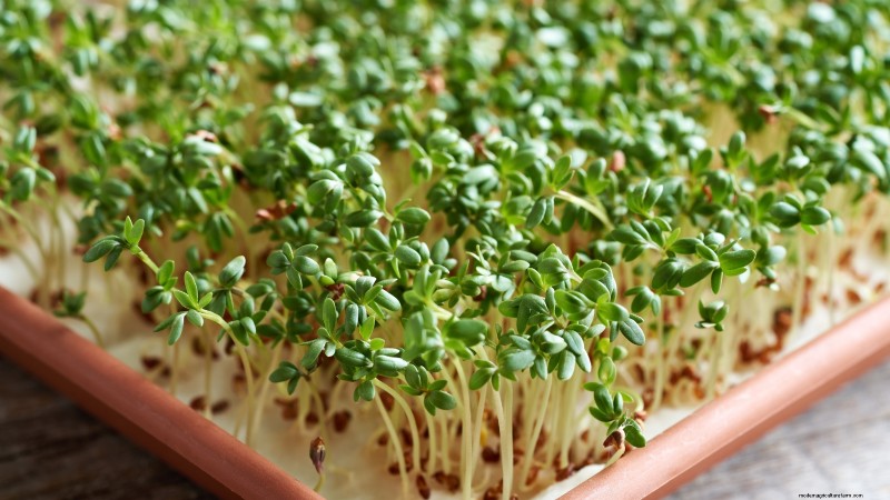 Risoluzione dei problemi dei microgreens gialli e flosci:una guida rapida 
