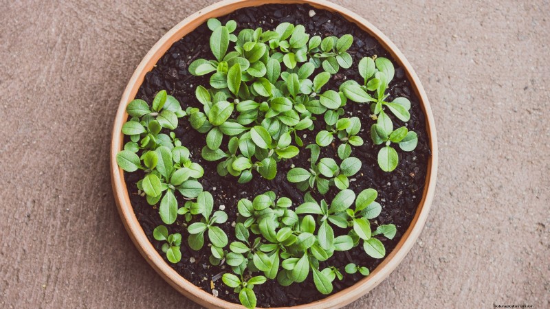 Risoluzione dei problemi dei microgreens gialli e flosci:una guida rapida 