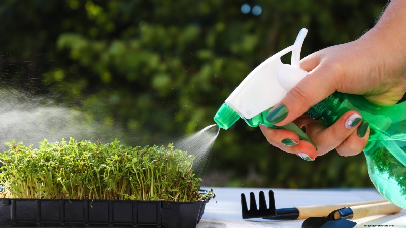 Risoluzione dei problemi dei microgreens gialli e flosci:una guida rapida 