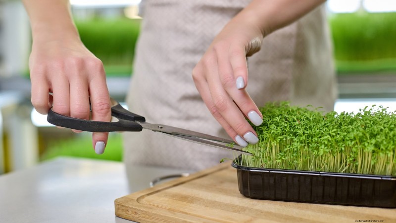 Risoluzione dei problemi dei microgreens gialli e flosci:una guida rapida 