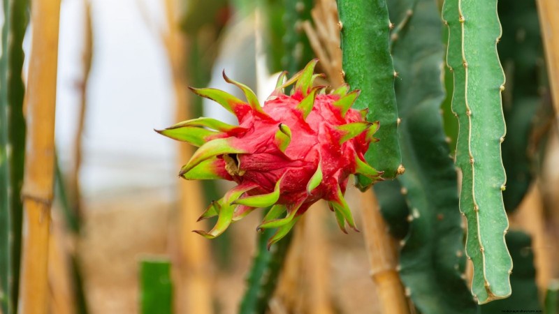 Coltivare il frutto del drago:le 7 migliori varietà per il tuo giardino 