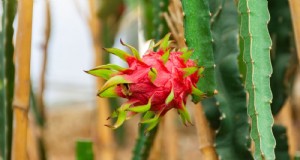 Groeiend drakenfruit:top 7 variëteiten voor uw tuin 