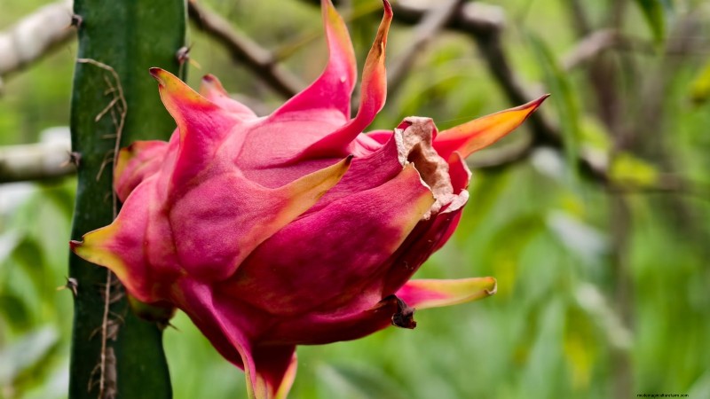 Coltivare il frutto del drago:le 7 migliori varietà per il tuo giardino 