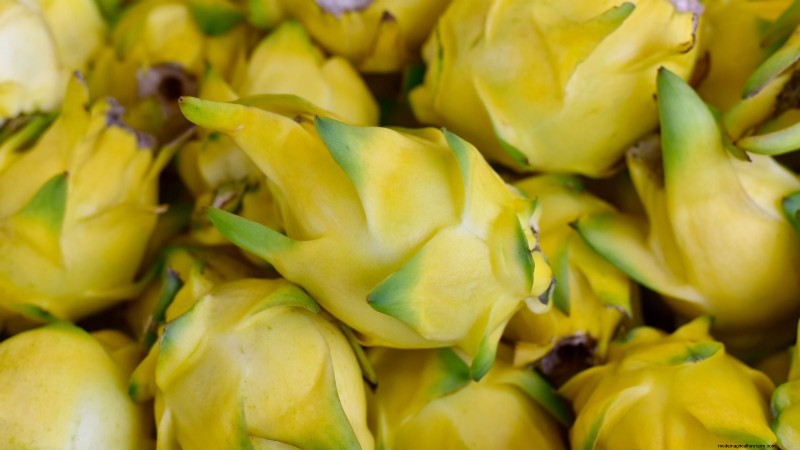 Coltivare il frutto del drago:le 7 migliori varietà per il tuo giardino 