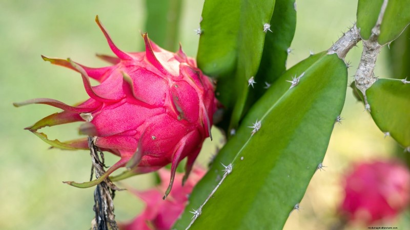 Coltivare il frutto del drago:le 7 migliori varietà per il tuo giardino 