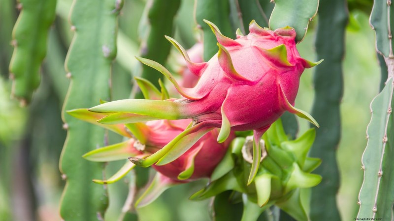 Coltivare il frutto del drago:le 7 migliori varietà per il tuo giardino 