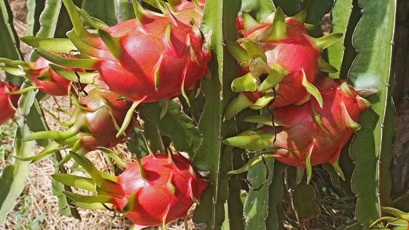 Coltivare il frutto del drago:le 7 migliori varietà per il tuo giardino 