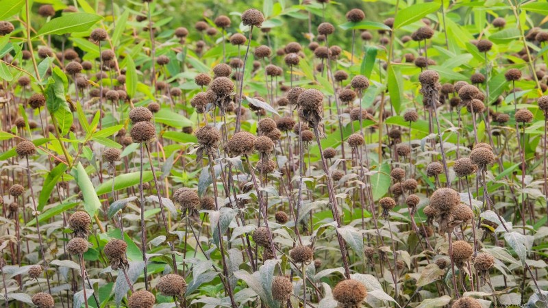 Voorbereiding van wintertuinbedden:een eenvoudige handleiding 