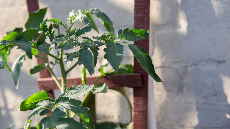 Voorbereiding van wintertuinbedden:een eenvoudige handleiding 
