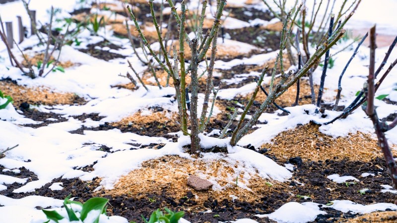 Voorbereiding van wintertuinbedden:een eenvoudige handleiding 