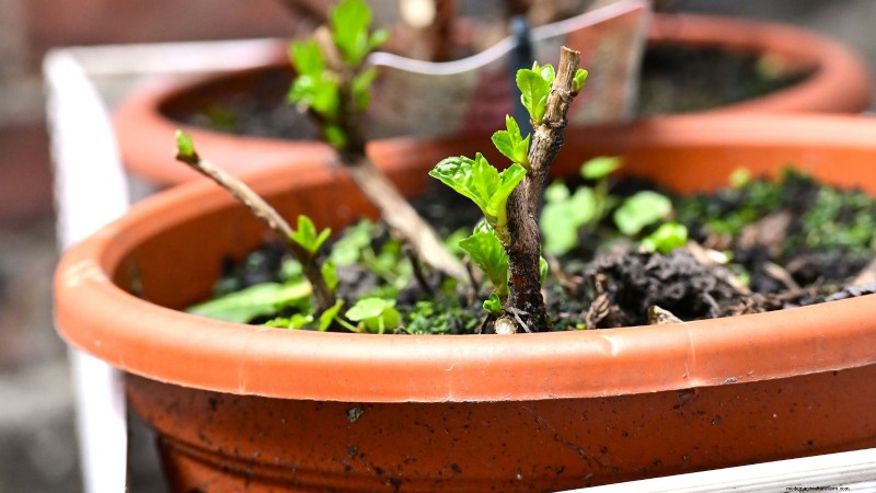 Voorbereiding van wintertuinbedden:een eenvoudige handleiding 