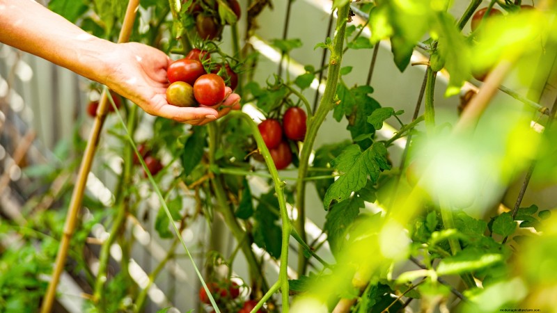 Cultive sua própria comida:11 melhores sementes florestais para alimentos internos em novembro 