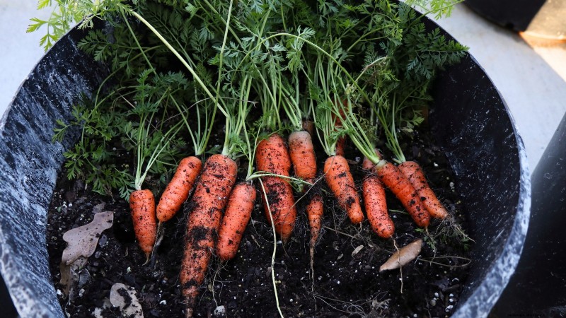 Cultive sua própria comida:11 melhores sementes florestais para alimentos internos em novembro 