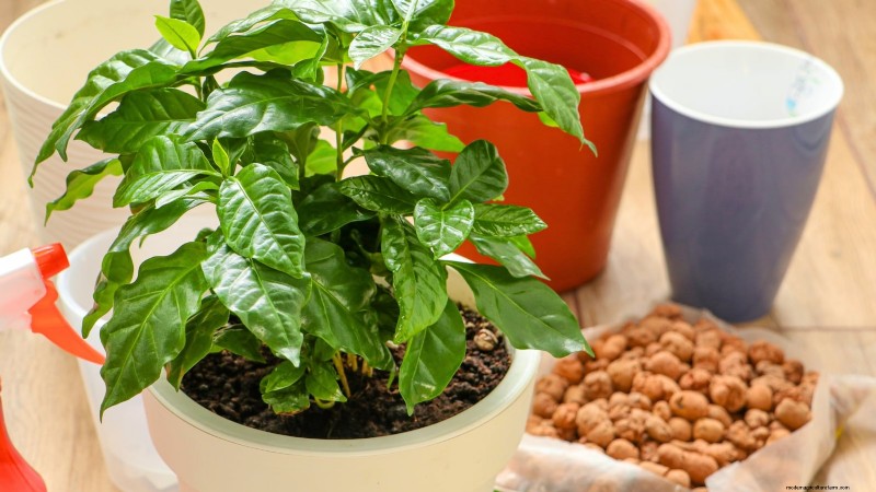 Cultive sua própria comida:11 melhores sementes florestais para alimentos internos em novembro 