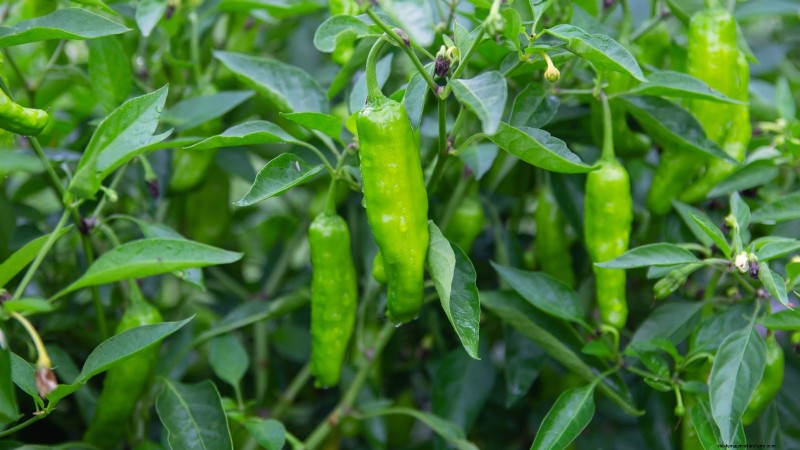 Cultive sua própria comida:11 melhores sementes florestais para alimentos internos em novembro 