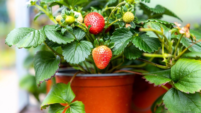 Cultive sua própria comida:11 melhores sementes florestais para alimentos internos em novembro 