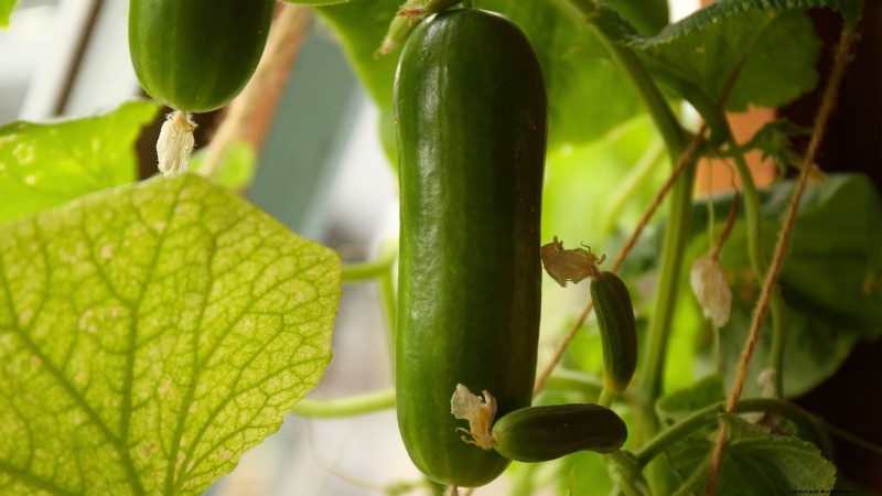 Cultive sua própria comida:11 melhores sementes florestais para alimentos internos em novembro 