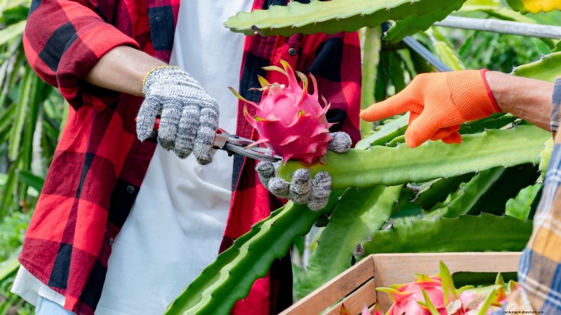 Drachenfrüchte in Töpfen anbauen:Ein vollständiger Leitfaden für Hobbygärtner 