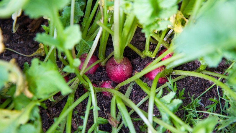 Plantgids voor oktober:gewassen voor het koele seizoen voor uw moestuin 
