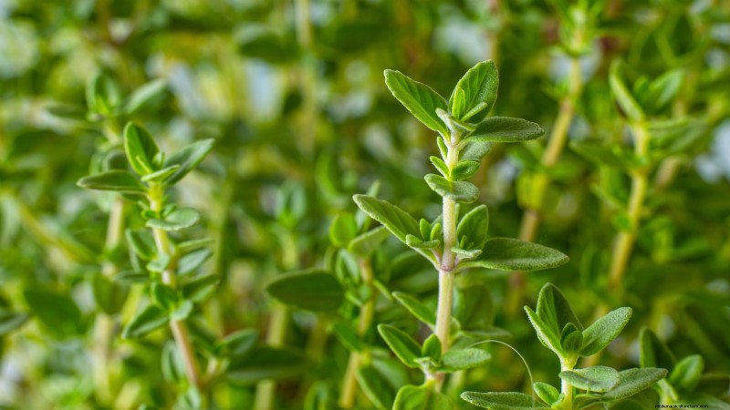 Plantgids voor oktober:gewassen voor het koele seizoen voor uw moestuin 