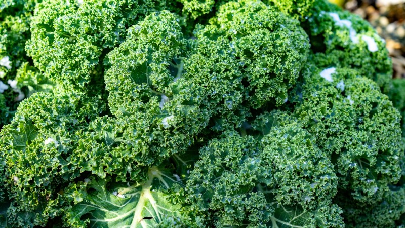 Plantgids voor oktober:gewassen voor het koele seizoen voor uw moestuin 